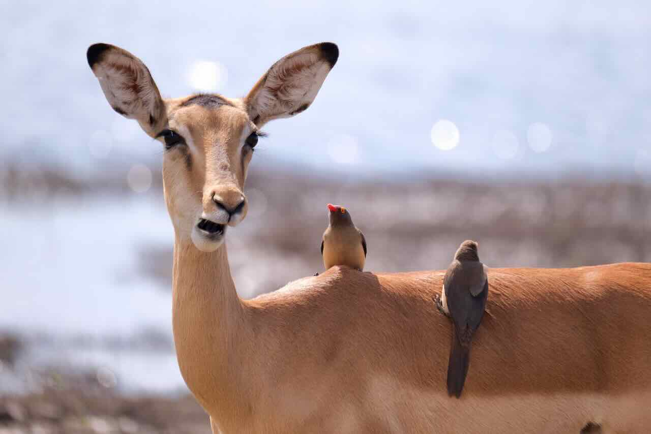 Chobe-Nationalpark