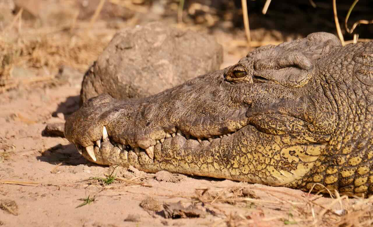 Chobe Boat Cruise