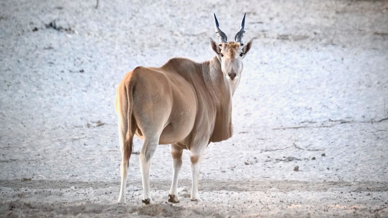 Grassland Safari Lodge