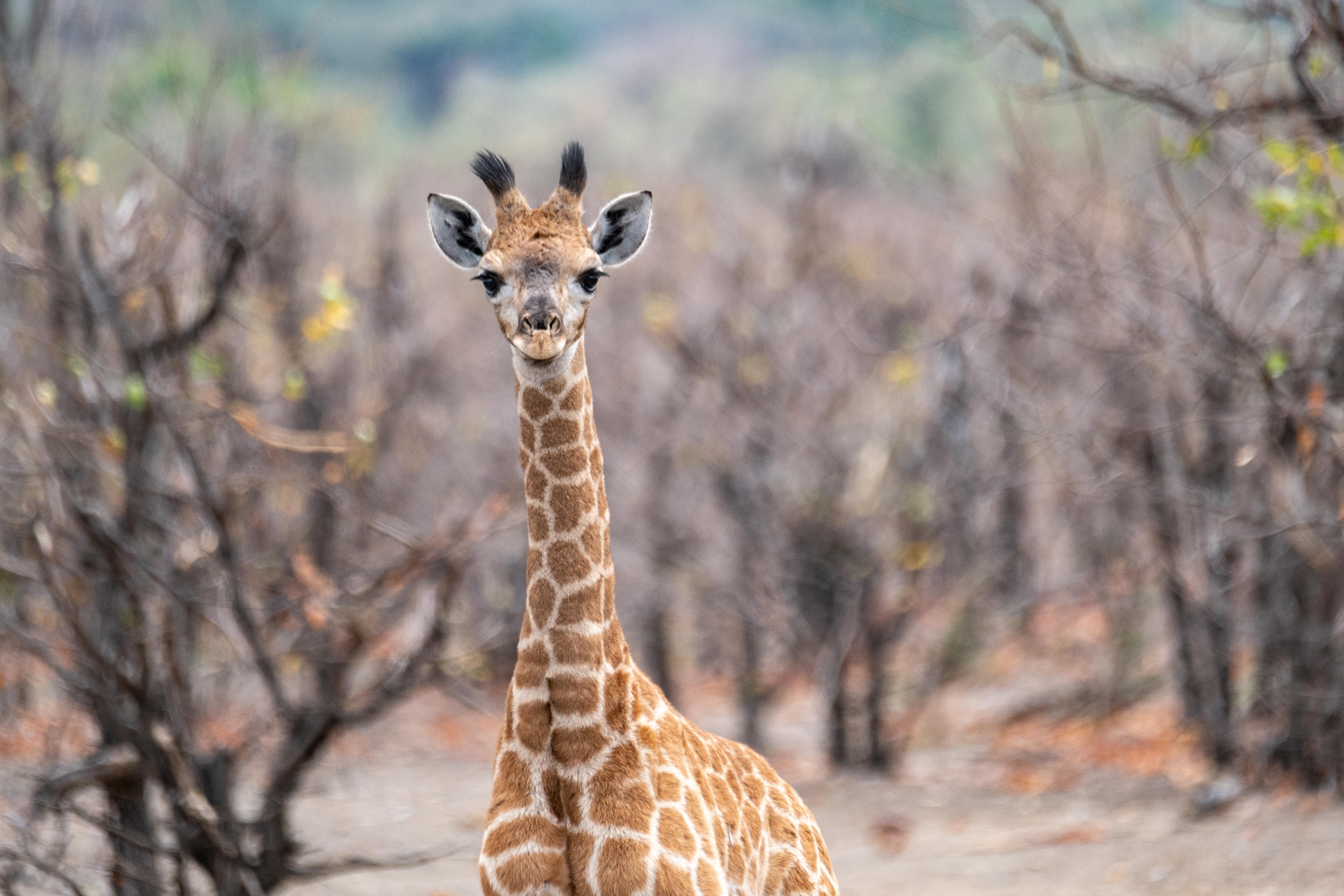 Kruger-Nationalpark – der Norden