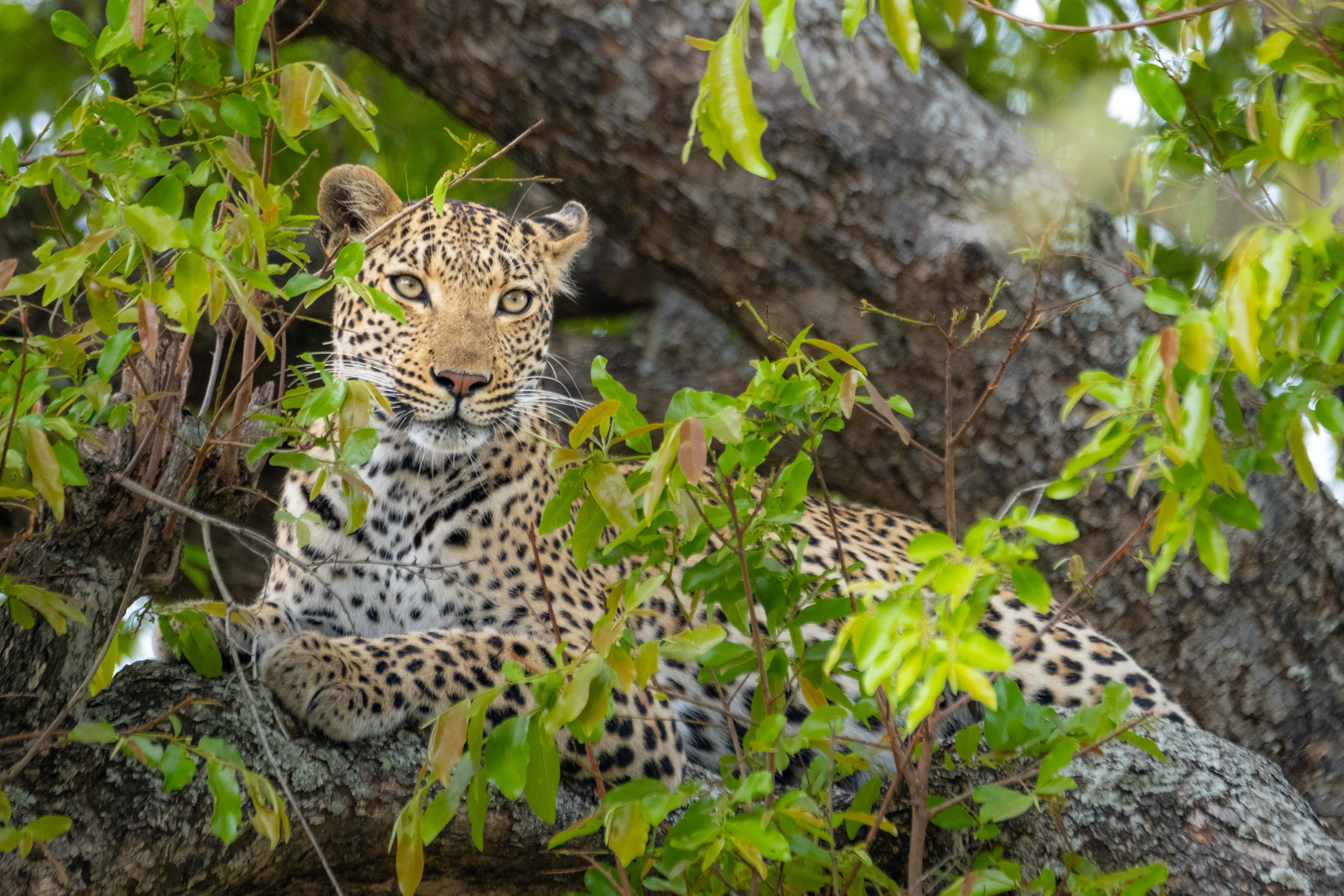 Kruger – der Süden
