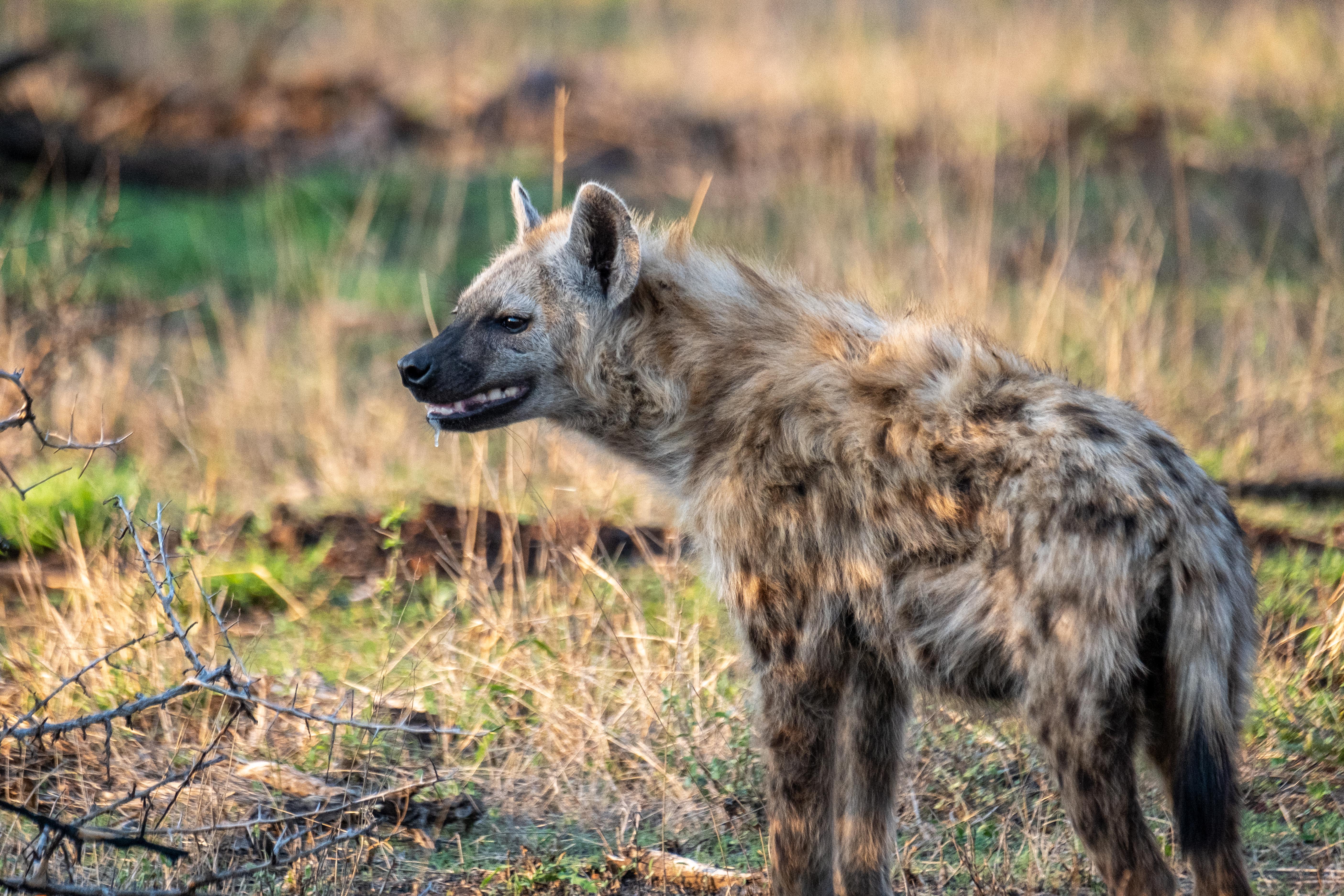 Kruger – die Mitte