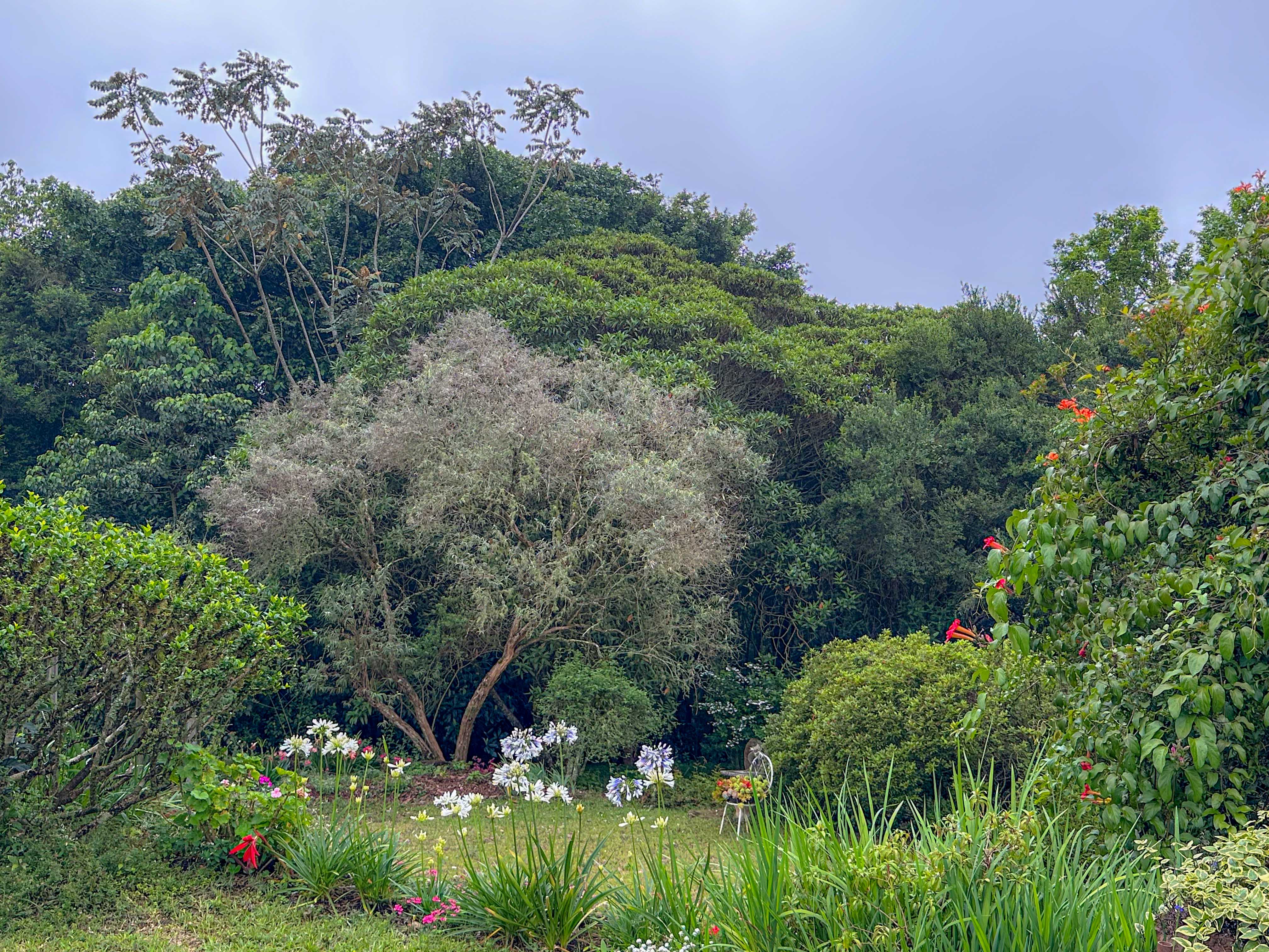 Vumba Mountains – Nebelberge