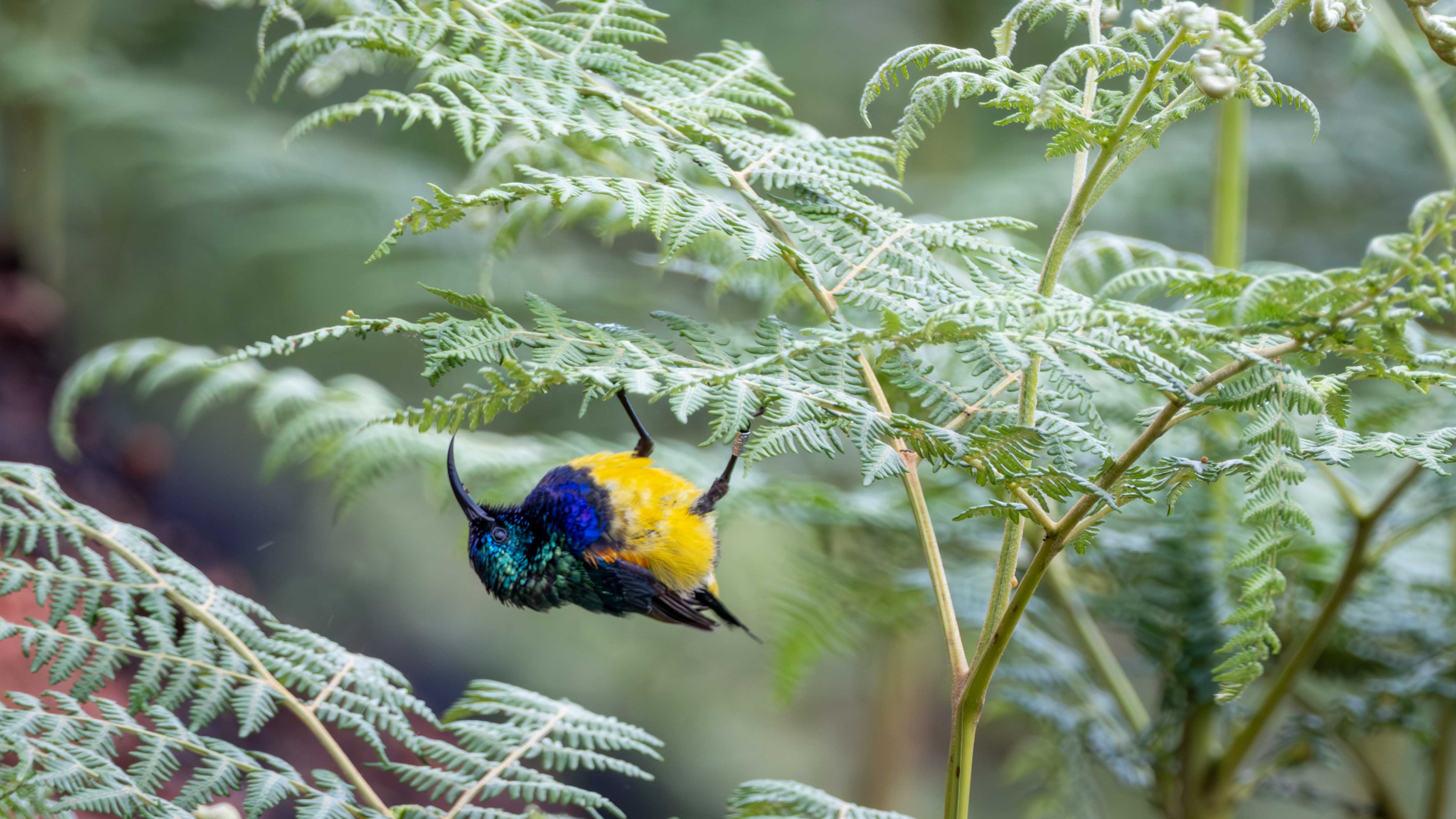 Birding mit Buluwezi