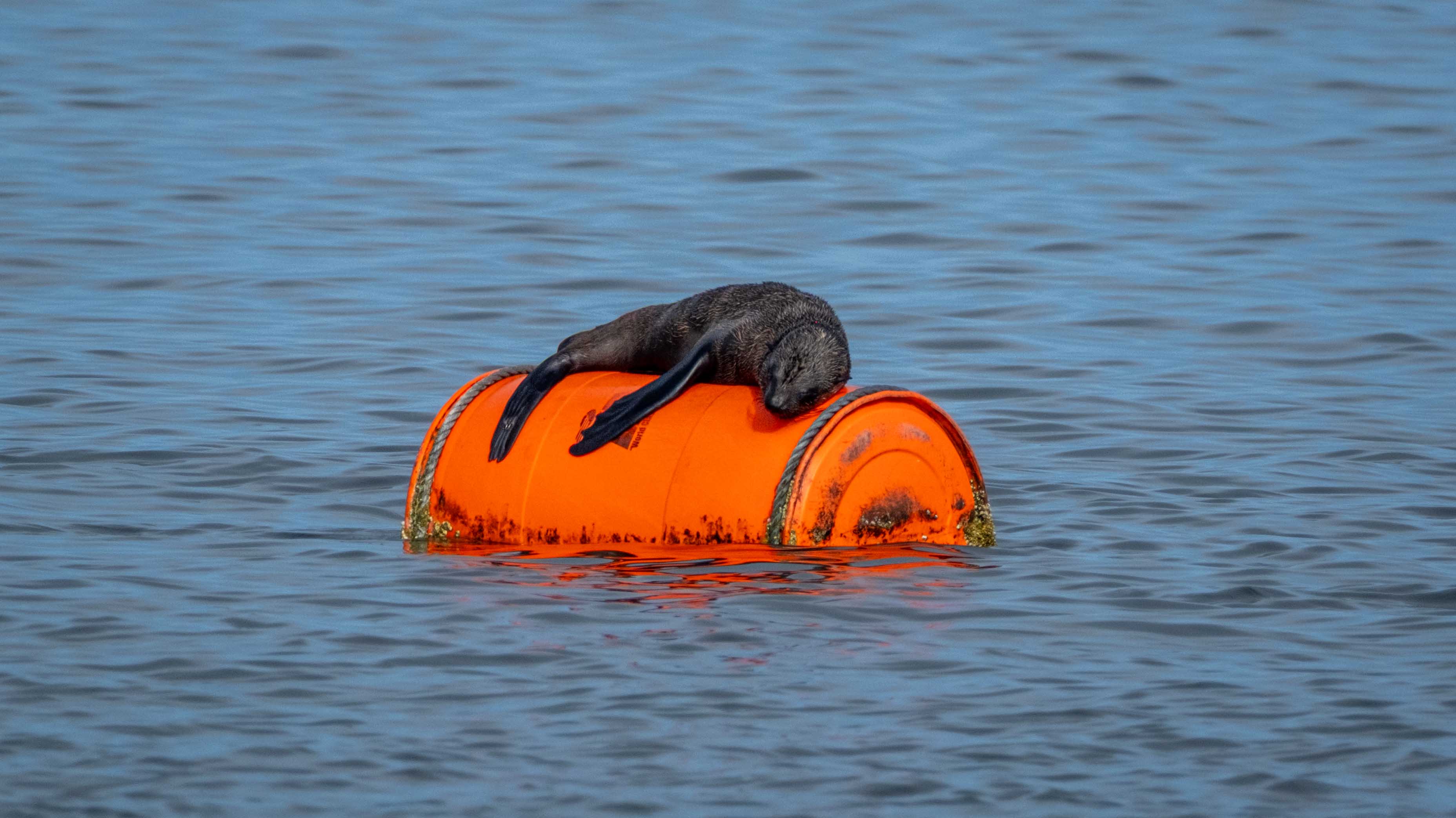 Bootstour in Walvis Bai