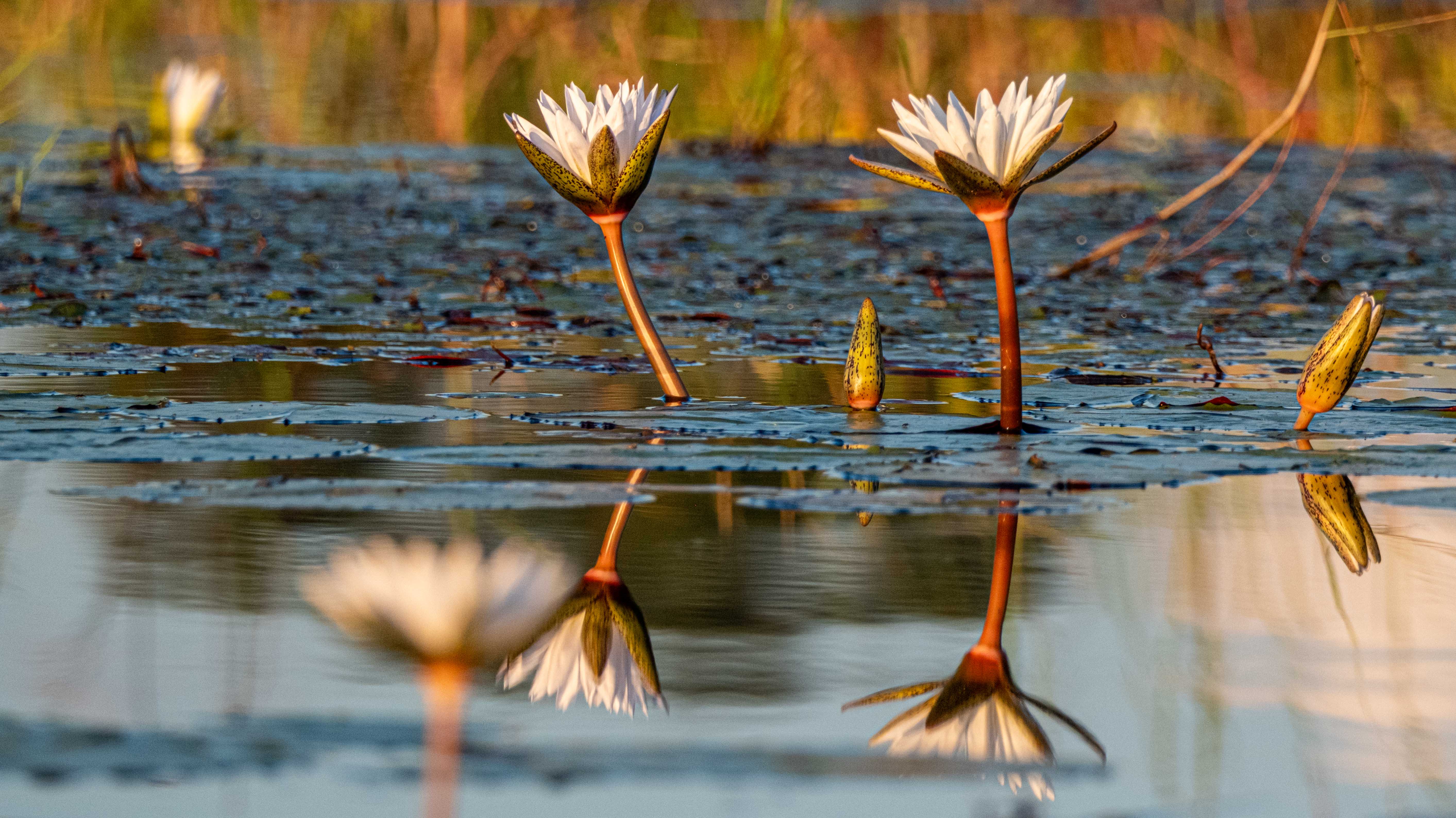 Khwai Hippo Pool